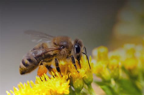 Honeybees and Honey Hunters: The Quest for Magical Bee Nectar